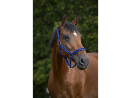 Ohlávka nylonová Norton Shetty