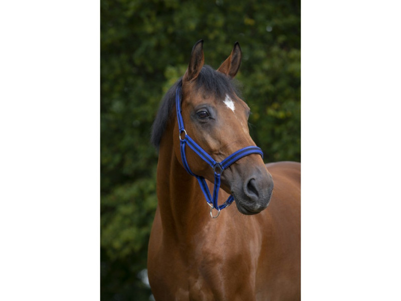 Ohlávka nylonová Norton Shetty