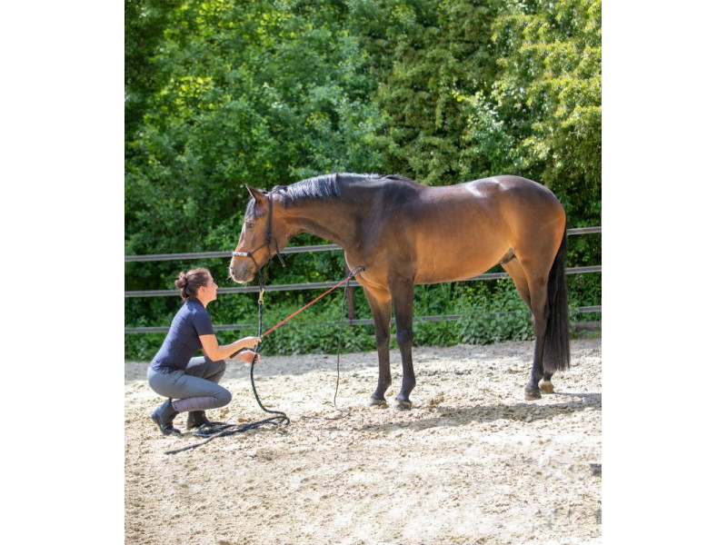 Bič "Horsemanship" Waldhausen