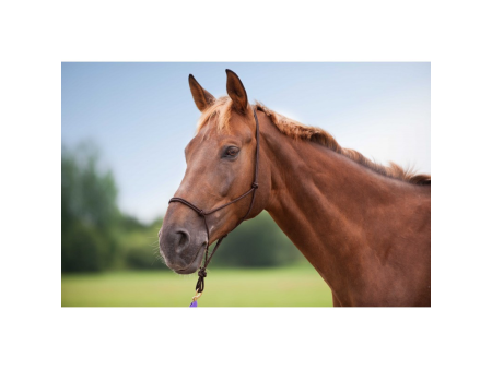 Ohlávka povrazová Etologická