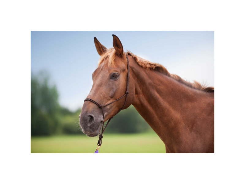 Ohlávka povrazová Etologická