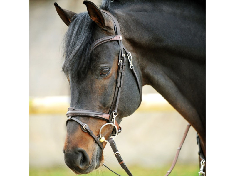 Uzdečka s oťažami Kavalkade EveryDay